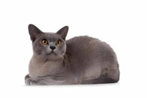 Gray Burmese cat with striking orange eyes lying down on a white background.