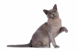 Lilac Burmese cat sitting and raising its paw, showcasing its unique coat color and golden eyes.