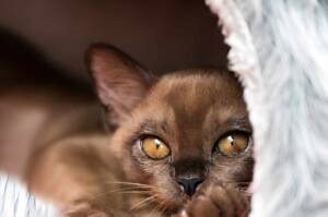 Burmese cat with brown fur and striking golden eyes peering from a cozy blanket fort.