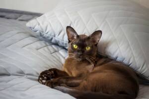 Chocolate Burmese cat with striking yellow eyes lounges on a gray bed.