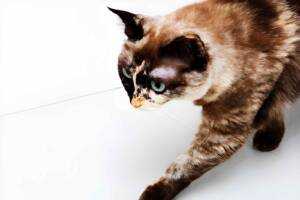 Burmese cat with brown and cream fur walking on a white surface.