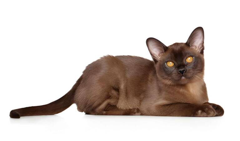 Burma cat on white background sitting in a calm posture