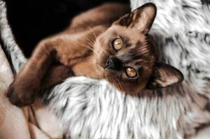 Burmese-Cute-Brown Burmese Cat Society of Australasia