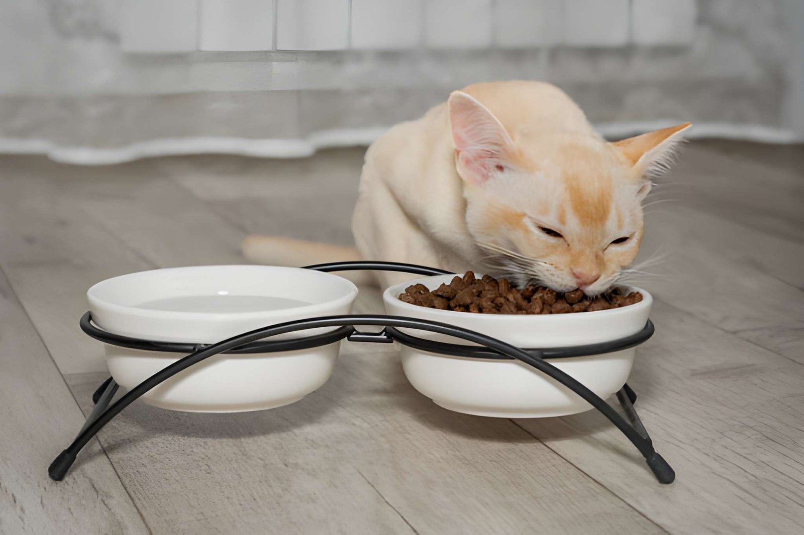 Flame point kitten eating dry food from elevated bowl.