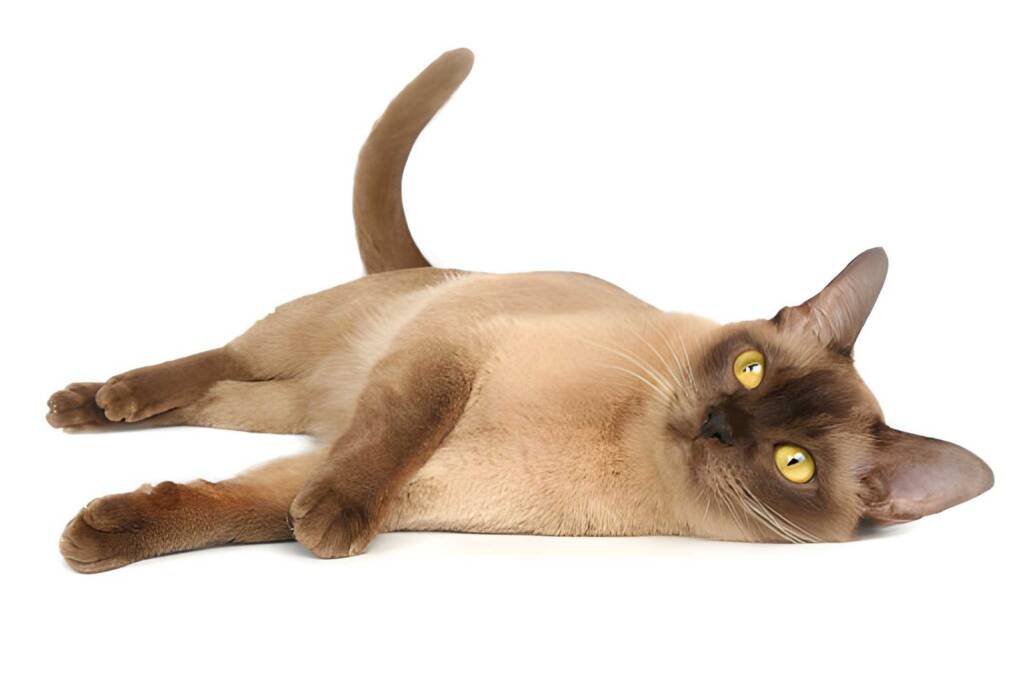 Burmese cat Brown Burmese cat with yellow eyes laying on white background