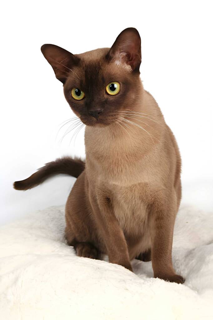 Brown cat with yellow eyes sitting.