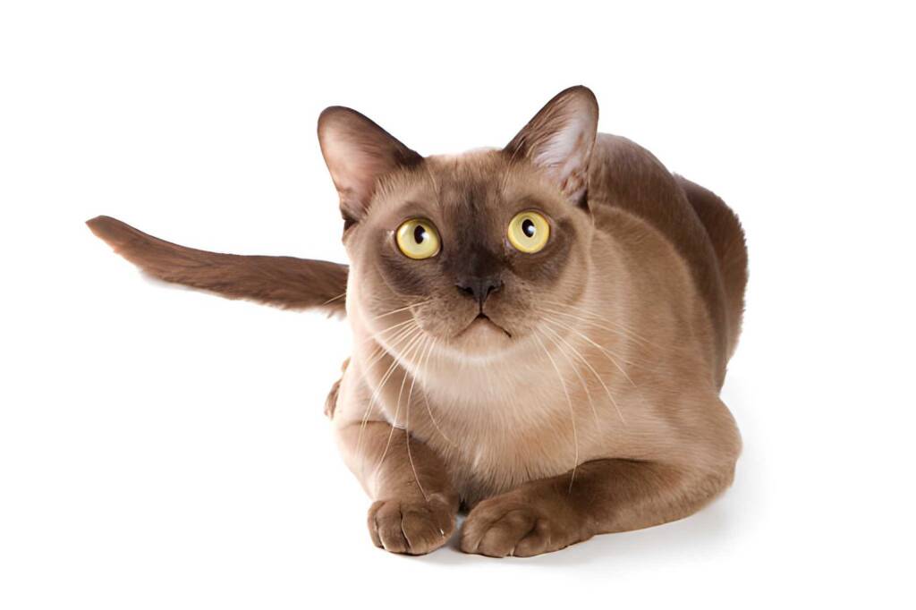 Burmese cat Brown toned Burmese cat over white sitting and looking up