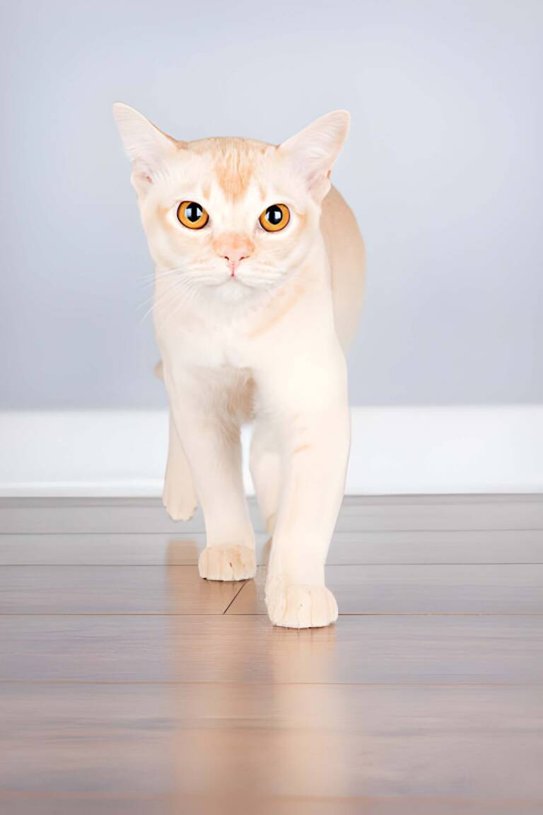 Burmese cat walking forward on a wood floor, looking directly at the viewer with golden eyes.