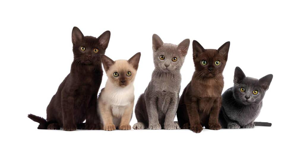 Burmese cat kittens group on white background BANNER