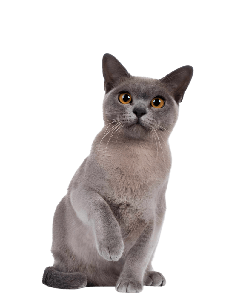 Burmese cat on white background potrait Photoroom