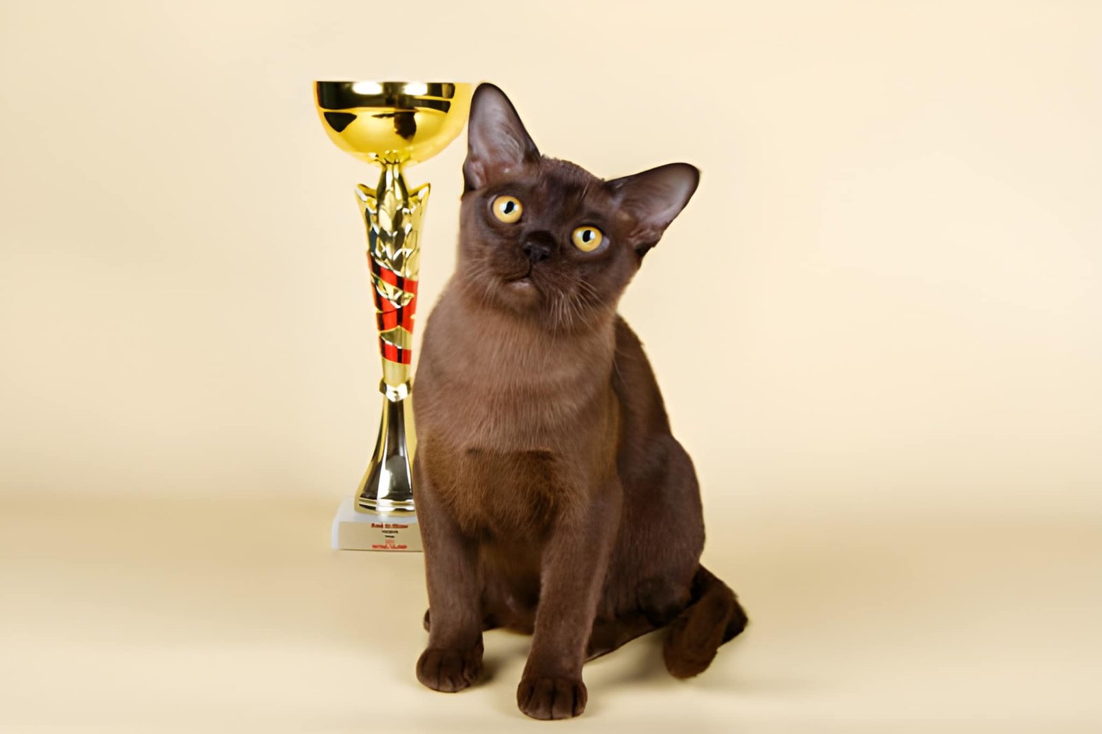 Brown Burmese cat sitting next to a gold trophy, looking curious.