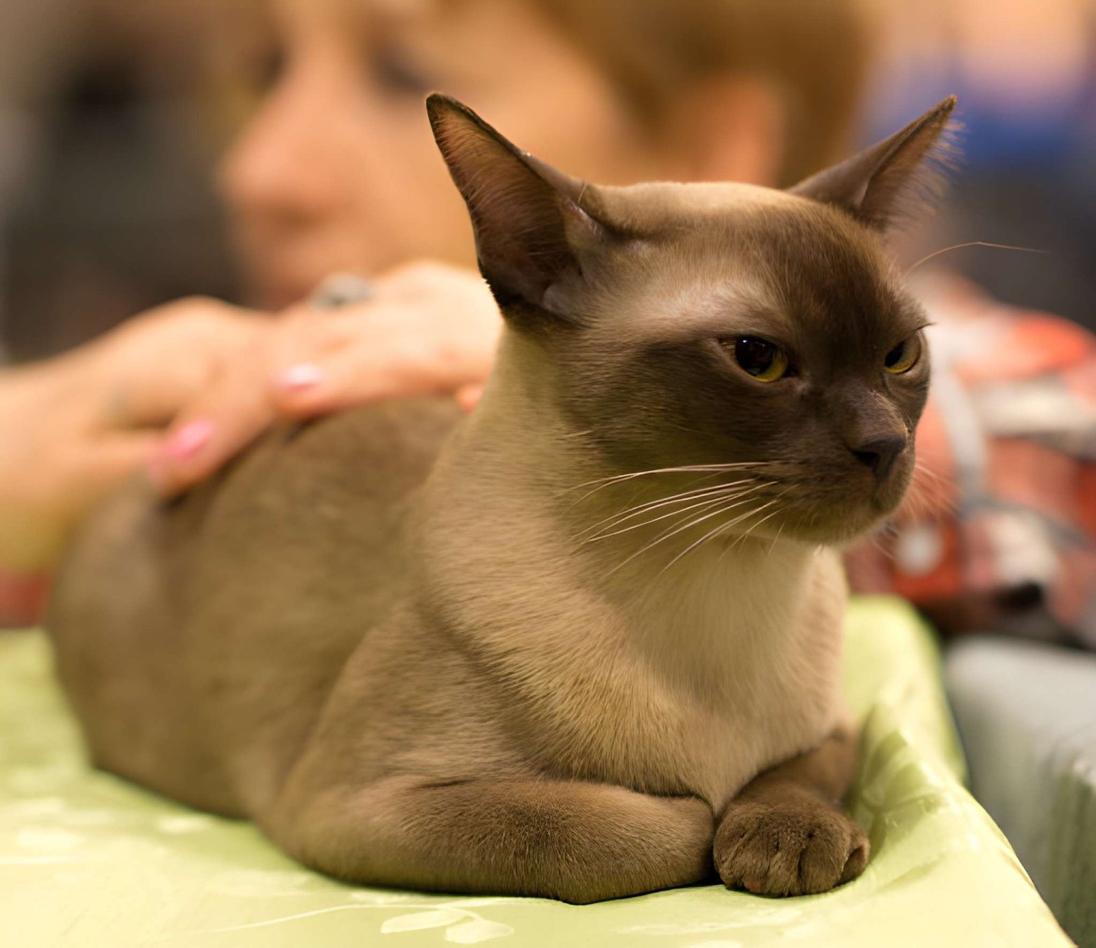 Brown Burmese cat with golden eyes being petted by a person.