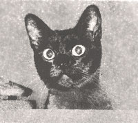 Startled black cat with wide eyes and perked ears, looking forward.