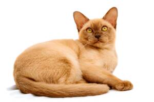 Burmese cat with a glossy, golden brown coat lying down on a white background.