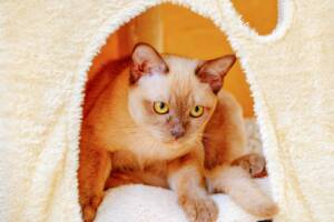 Caring for a Burmese Cat Burmese cat with a brown coat and yellow eyes lounges in a cream-colored cat tree.