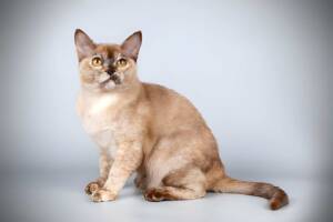 Burmese cat with a sable coat and golden eyes, sitting and looking up.
