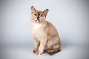 Burmese cat with a fawn-colored coat sitting and looking up, showcasing Burmese Colours.