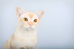 Cream-colored Burmese cat with amber eyes looking curious