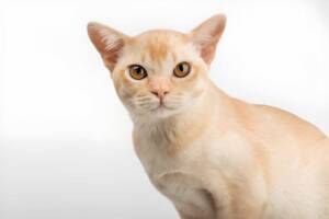 Cream-colored Burmese cat with amber eyes looking directly at the viewer.