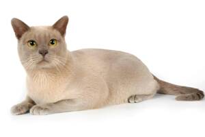 Lilac Burmese cat lying down, showcasing its beautiful coat. Burmese Colours.