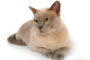 Lilac Burmese cat lying down with golden eyes