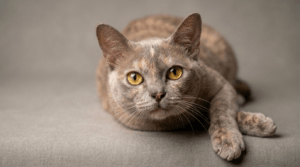 Beautiful Burmese cat with golden eyes lying on gray background.