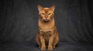 Burmese cat with a reddish-brown coat sitting against a gray background.