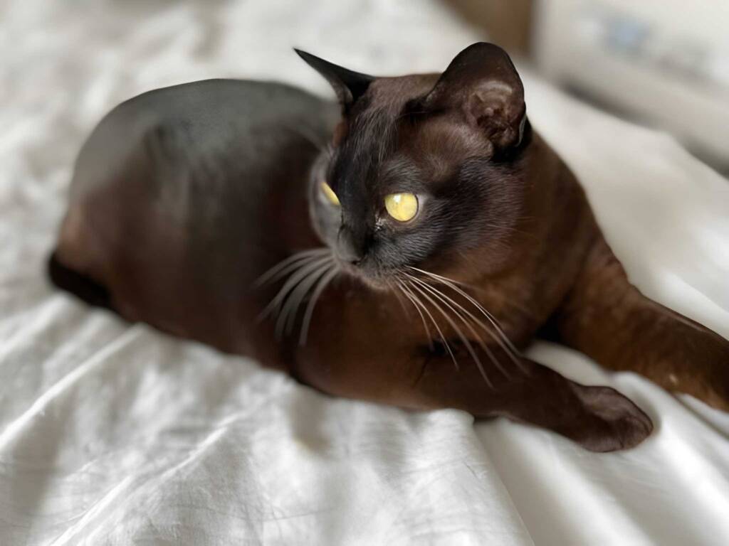 Burmese cat with shiny brown fur and striking yellow eyes lying on a white bedsheet.