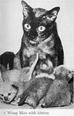 Wong Mau cat with her kittens. Vintage black and white photo.
