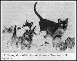 Wong Mau cat with Siamese, Burmese, and hybrid kittens.