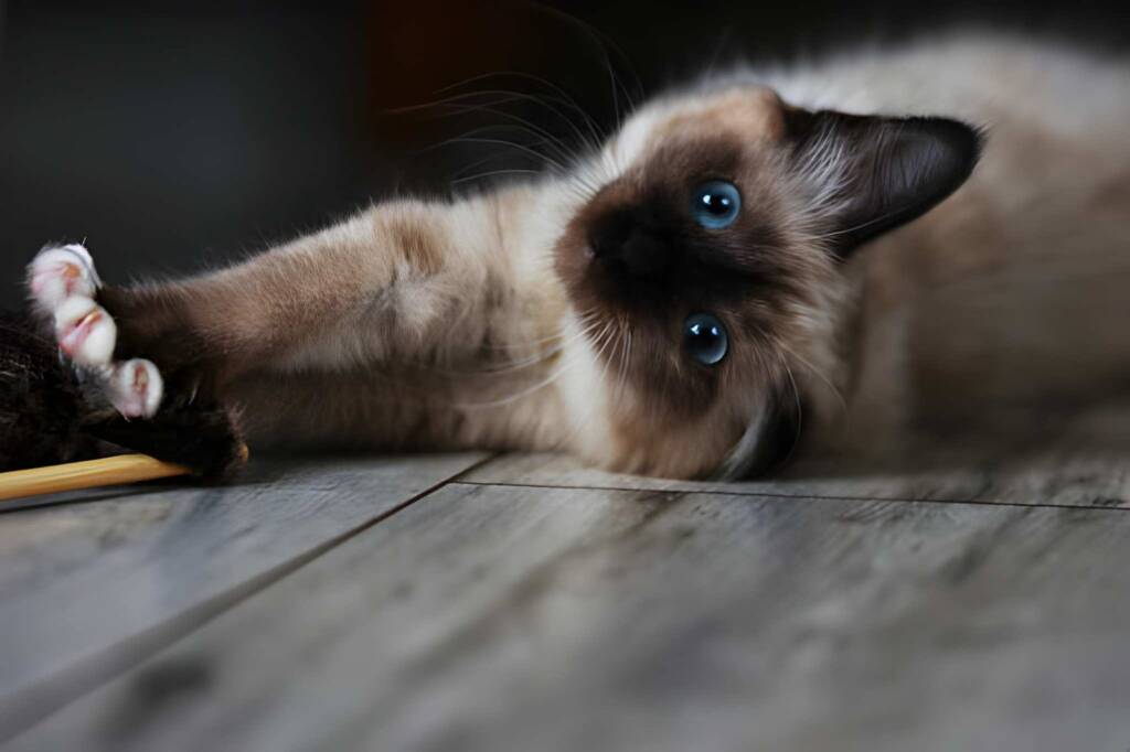 Burmese cat plays on the floor Playtime essentials for a Caring Burmese Cat