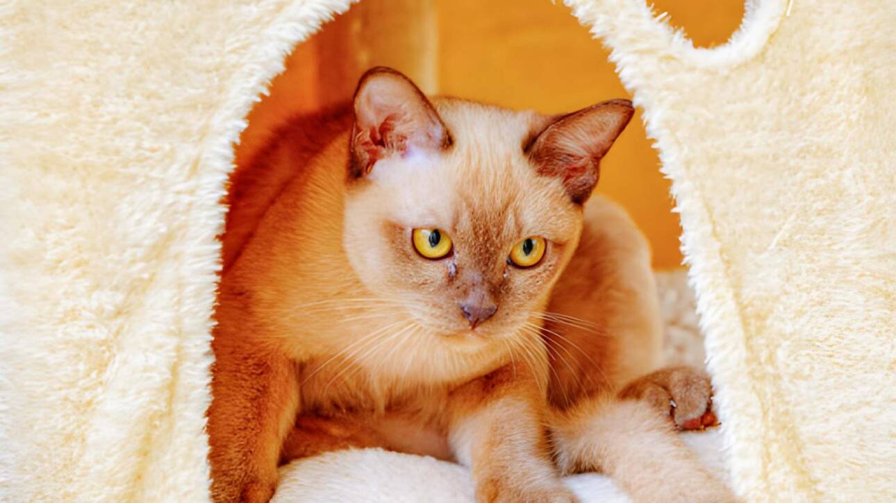 Pratibha Chocolate burmese cat in a cattery