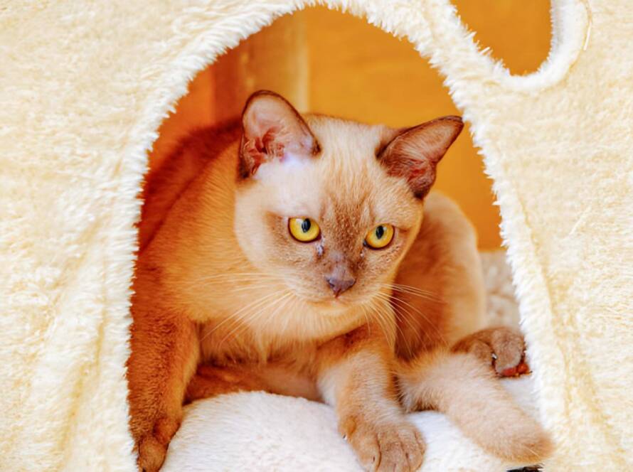 Pratibha Chocolate burmese cat in a cattery